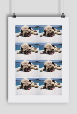 Dog snap
