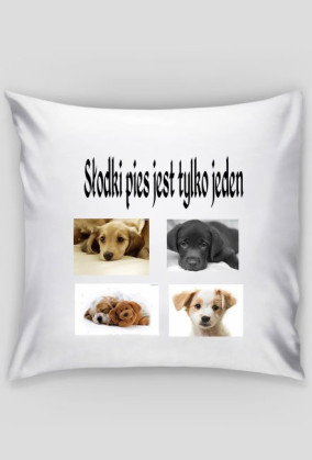 Słodki pies jest tylko jeden Poduszka