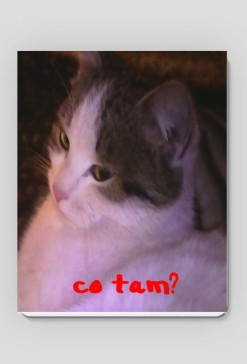 CO TAM?