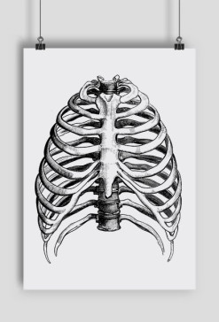Ribs