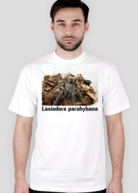 T-shirt-Lasiodora