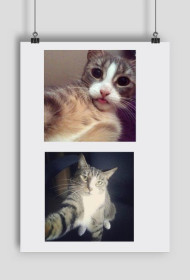 plakat w urocze kotki