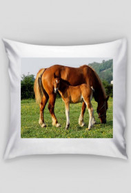 Poszewka na poduszkę - klacz ze źrebięciem