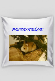 poduszka polski królik