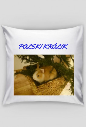 poduszka polski królik
