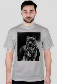 pitbull ,szara