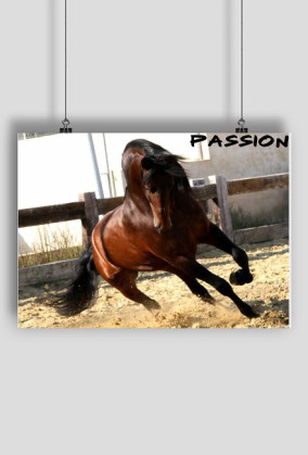 Horse (PLAKAT)