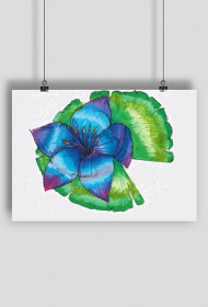 fioletowa lilia plakat