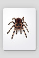 Podkładka Pod Myszkę Spider