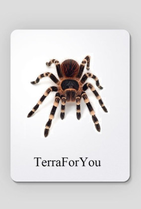 Podkładka Pod Myszkę TerraForYou Spider