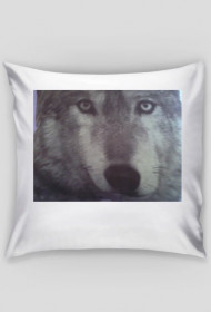 poduszka z wilkiem