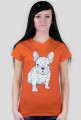 Doodle dog