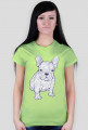 Doodle dog