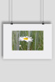 plakat A2