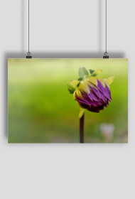 Plakat - Kwiat 2