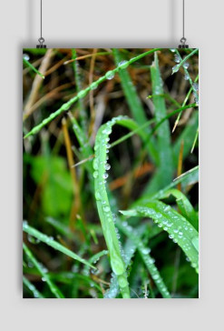 Plakat - Natura