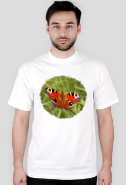 Motyl