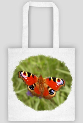 Motyl