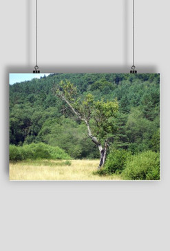 Plakat Panoramio