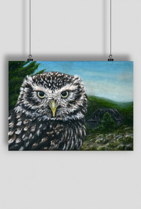 Plakat Pójdźka/Poster Little Owl