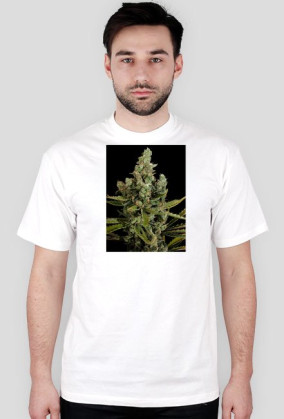 Koszulka marihuana