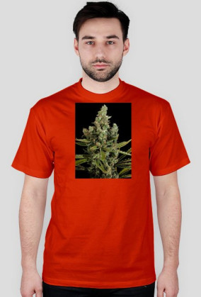 Koszulka marihuana