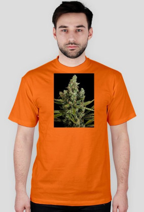 Koszulka marihuana