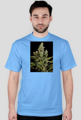 Koszulka marihuana