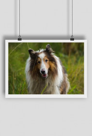 Cute dog poster