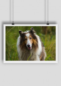 Cute dog poster