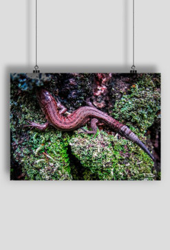 Forest lizard