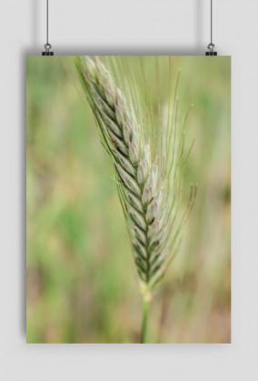 Ear of wheat.