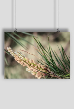Pine branch