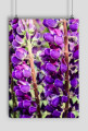 Lupine