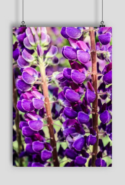 Lupine