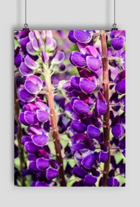 Lupine