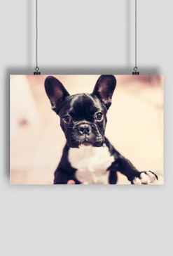 French dog