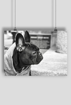 French dog_1