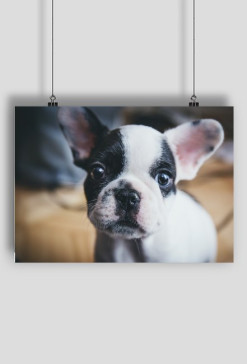 French dog_2
