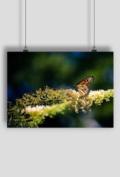 butterfly_01