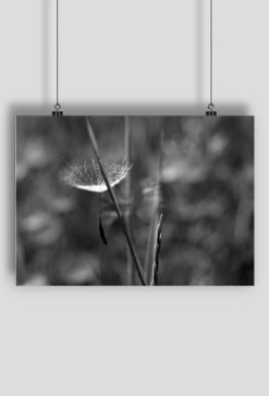 Dandelion - plakat