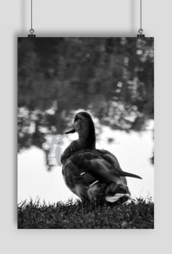 Duck - plakat