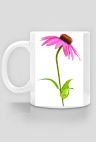 Echinacea2