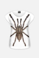 SPIDER 05W