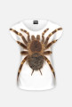SPIDER 08W
