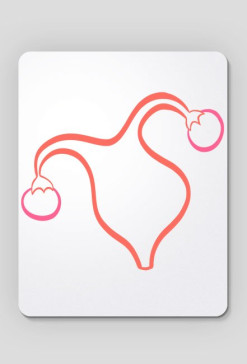 Uterus