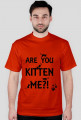 Are you kitten me?!