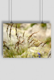 Plakat Natura I - SmartShirt