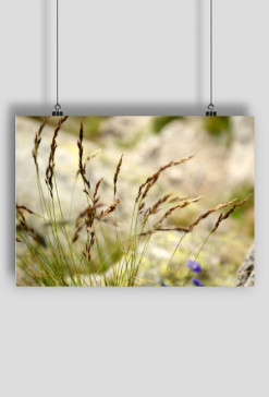 Plakat Natura I - SmartShirt