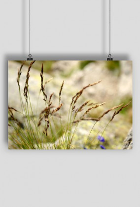 Plakat Natura I - SmartShirt